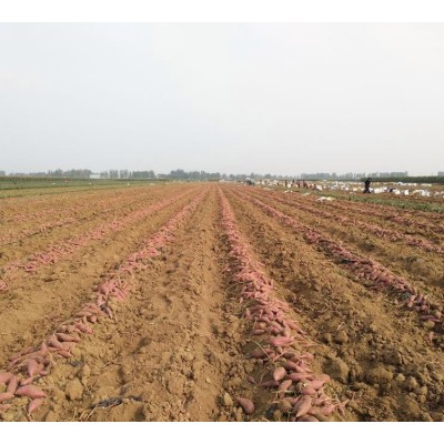 健康农产品 红薯新鲜匠心礼盒 甘薯生产基地供应图5