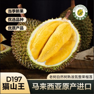 马来西亚猫山王榴莲D197厂家整箱新鲜水果批发液氮冷冻榴莲肉A果图3