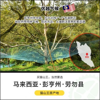 榴莲猫山王d197正宗马来西亚进口带壳整箱批发冷冻液氮猫山王榴莲图3
