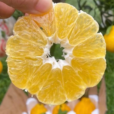 柠檬不知火丑橘四川蒲江丑八怪柠檬丑柑脆甜多汁爽口新鲜当季水果图4