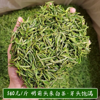 2024新茶上市明前白茶叶毛峰型凤形500g产地货源高山绿茶散装批发图3