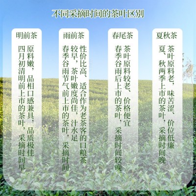 绿版龙井2024新茶上市高山明前雨前绿茶叶散装批发原产地 厂家直销图2