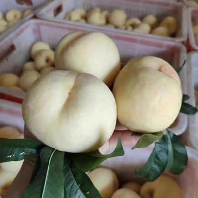山东蒙阴蜜桃奶油白桃当季整箱5斤新鲜水果毛桃一件代发图2