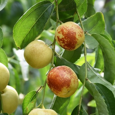 陕西大荔冬枣新鲜水果顺丰包邮当季大枣脆甜青枣整箱5斤枣子3斤图4