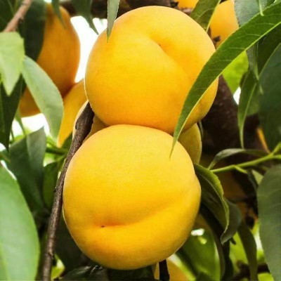 山东蒙阴金皇后黄桃黄金蜜桃新鲜水果脆甜桃子毛桃桃子脆甜桃当季图3