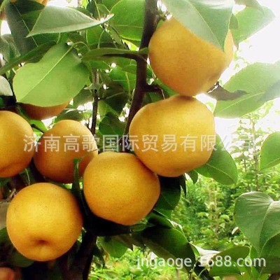 厂家常年供应新梨7号 pear 欢迎大量选购 价格美丽图5