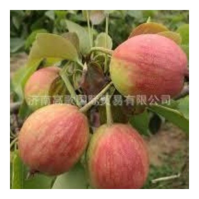 厂家常年供应新梨7号 pear 欢迎大量选购 价格美丽图3
