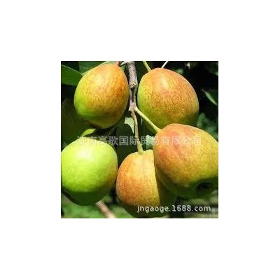 厂家常年供应新梨7号 pear 欢迎大量选购 价格美丽图2