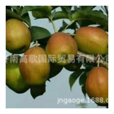 厂家常年供应新梨7号 pear 欢迎大量选购 价格美丽图4