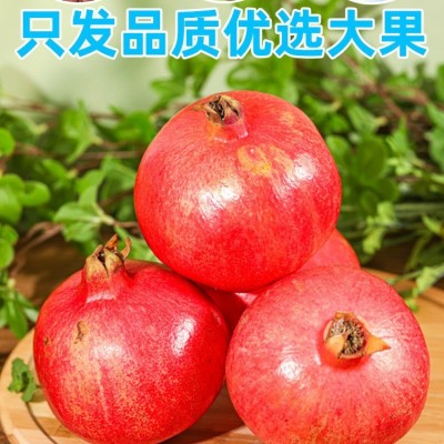 四川会理突尼斯软籽石榴新鲜水果批发5斤9斤现摘现发一件包邮图2