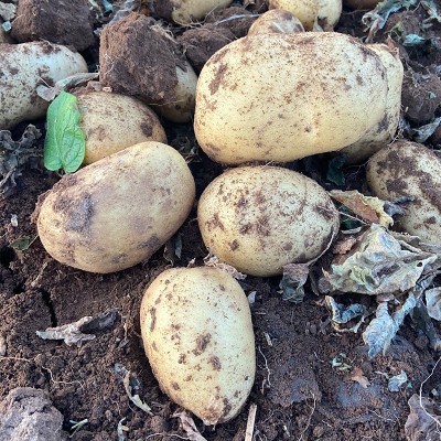 内蒙古武川黄皮黄心土豆大个新鲜沙面山药新洋芋农家蔬菜小马铃薯图3