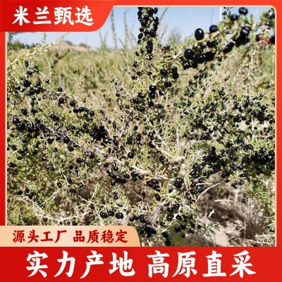黑枸杞花茶漠上果园茶包袋装便携新疆直发一类二类电商直播批代发图3