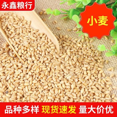 批发农作物小麦 五谷杂粮袋装小麦农家饲料小麦 小麦粒50公斤袋装图2