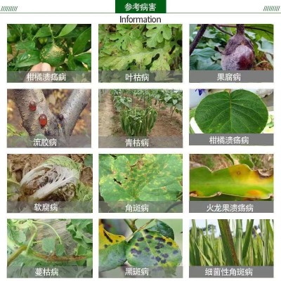 春雷霉素喹啉铜柑橘病芒果角斑病桃树穿孔病细菌性农药杀菌剂图4