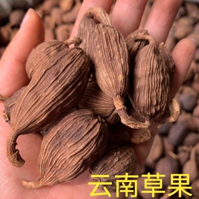 云南草果 草果新鲜草果卤肉炖肉 香料调味料批发零售图4