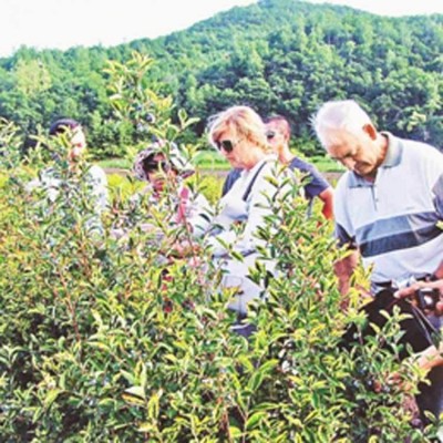 大量供应速冻蓝靛果 工厂批发蓝莓速冻果 蓝靛果干图5
