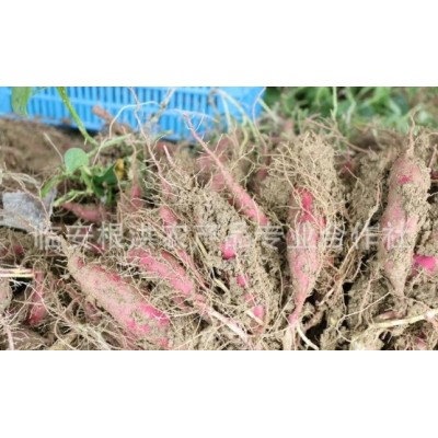 24年新货天目山天目乡味小香薯临安红薯新鲜蔬菜小番薯 紫薯地瓜图3