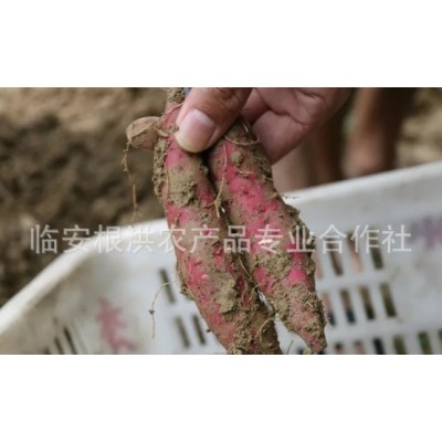 24年新货天目山天目乡味小香薯临安红薯新鲜蔬菜小番薯 紫薯地瓜图5