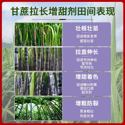 甘蔗拉长增甜剂甘蔗专用肥增粗增糖膨大拉直甘蔗壮图3