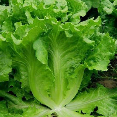 厂家批发意大利全年耐抽苔生菜种子四季甜脆半结球包心生菜籽种籽图4