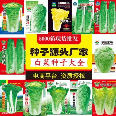 源头厂家批发大白菜种子大全秋季娃娃菜种籽包菜鸡蛋黄火凤凰种孑图2