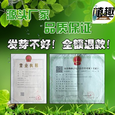 小叶茼蒿种子皇帝菜种籽光杆蒿子秆四季播阳台盆栽庭院蔬菜种子图3
