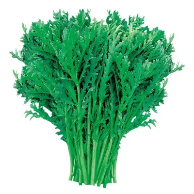 小叶茼蒿种子皇帝菜种籽光杆蒿子秆四季播阳台盆栽庭院蔬菜种子图5