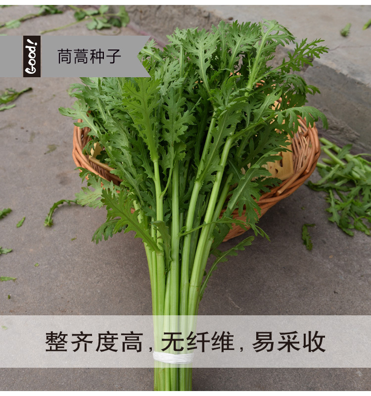 茼蒿03-5