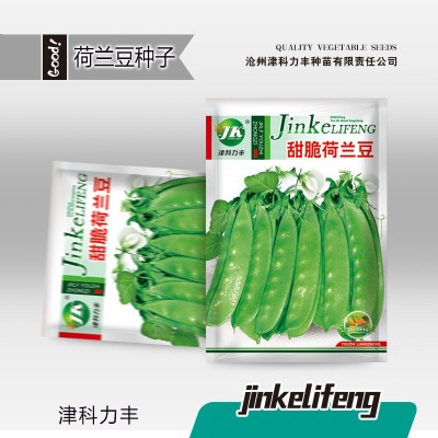 荷兰豆种子甜脆大荚春秋种植蔬菜种籽菜豌豆菜籽种易种无纤维图5
