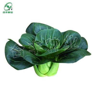 黑大头青菜种子40g 大叶矮脚苏州青种籽黑叶油亮上海青白蔬菜种孑图5