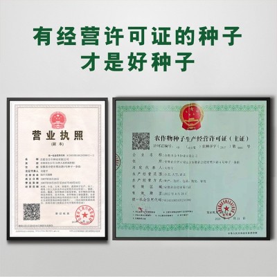 黑大头青菜种子40g 大叶矮脚苏州青种籽黑叶油亮上海青白蔬菜种孑图4