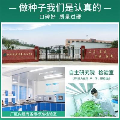 黑大头青菜种子40g 大叶矮脚苏州青种籽黑叶油亮上海青白蔬菜种孑图3