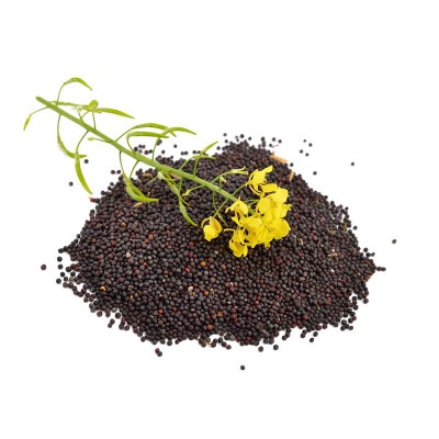 德5油778油菜籽种子出油多矮杆油菜籽种籽耐寒抗倒正品油菜籽批发图2
