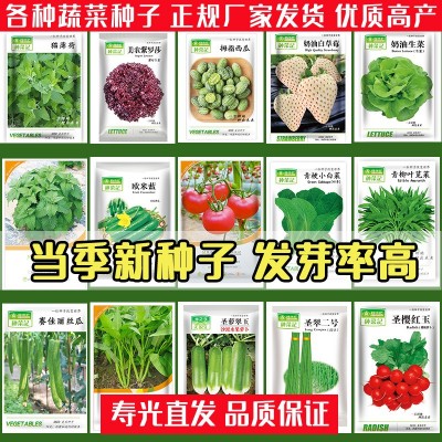 农家菜园蔬菜种子四季种子白菜萝卜辣椒西红柿青菜种子大全厂家批图4