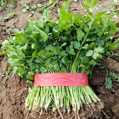 农家小叶香菜种子四季阳台盆栽蔬菜种籽孑菜籽菜种老品种香菜籽图2