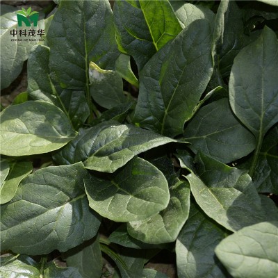 中科茂华蔬菜种子绿剑菠菜种子大厚叶深绿菠菜籽耐寒200克/袋图4