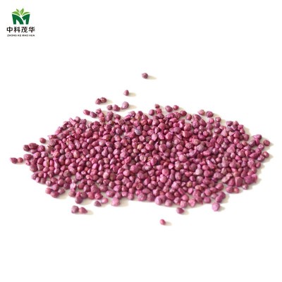中科茂华蔬菜种子绿剑菠菜种子大厚叶深绿菠菜籽耐寒200克/袋图3