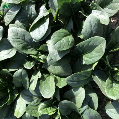 中科茂华蔬菜种子绿剑菠菜种子大厚叶深绿菠菜籽耐寒200克/袋