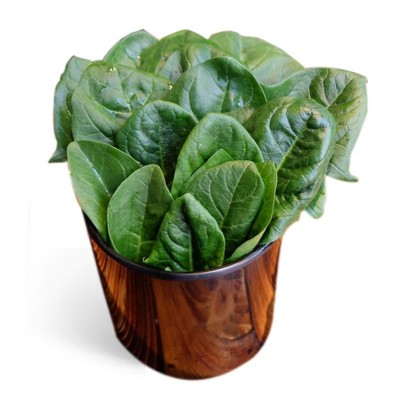中科茂华蔬菜种子绿剑菠菜种子大厚叶深绿菠菜籽耐寒200克/袋图5