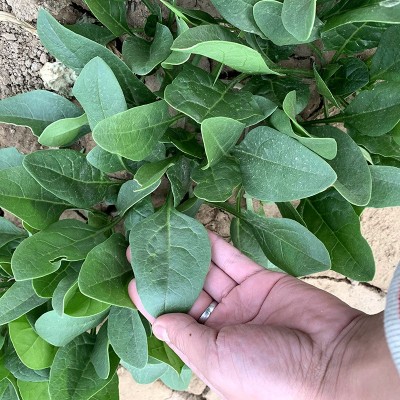 中科茂华蔬菜种子高产易捆扎半圆叶春秋越冬四哪吒菠菜250克/袋图2