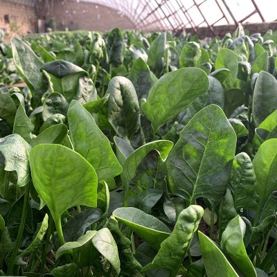 中科茂华蔬菜种子高产易捆扎半圆叶春秋越冬四哪吒菠菜250克/袋图4