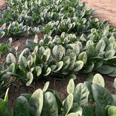中科茂华蔬菜种子高产易捆扎半圆叶春秋越冬四哪吒菠菜250克/袋图5