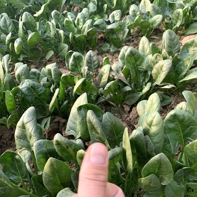 中科茂华蔬菜种子高产易捆扎半圆叶春秋越冬四哪吒菠菜250克/袋图3