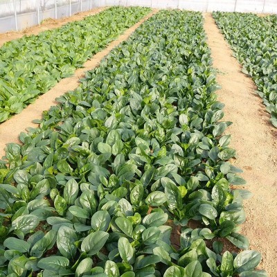 中科茂华蔬菜种子易捆扎半圆叶春秋越冬高产抗病阳台绿蒂400克/盒图2