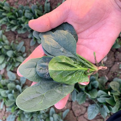 中科茂华蔬菜种子易捆扎半圆叶春秋越冬高产抗病阳台绿蒂400克/盒图5