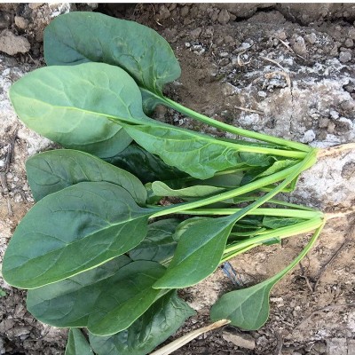 中科茂华蔬菜种子易捆扎半圆叶春秋越冬高产抗病阳台绿蒂400克/盒图4