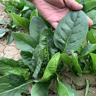中科茂华蔬菜种子易捆扎半圆叶春秋越冬高产抗病阳台绿蒂400克/盒图3