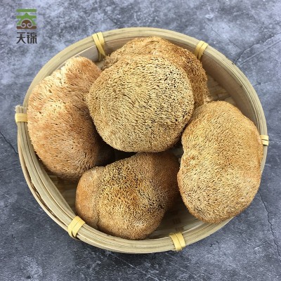 天锦白盒有机猴头菇200g礼盒东北猴头蘑大兴安岭菌菇干 货厂家批发图2