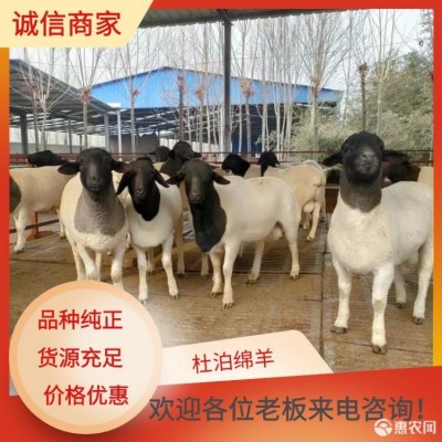 新疆喀什小尾寒羊价格新疆喀什多胎小尾寒羊规模养殖场建成养殖场