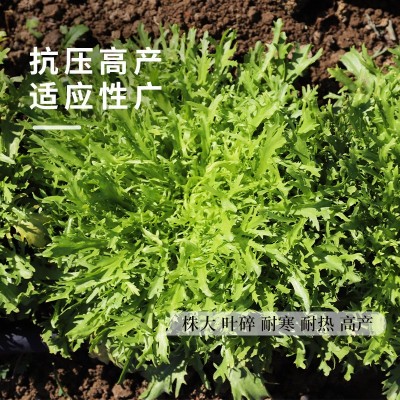 苦苣种子苦菊菜种孑清新降火春秋四季苦菜庭院大田蔬菜籽支持代发图2